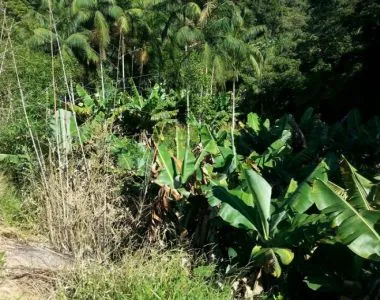 BELÍSSIMO SITIO - BARROSO -EM SUZANO! Com lago churrasqueira pomar, forno a lenha e muito mais.