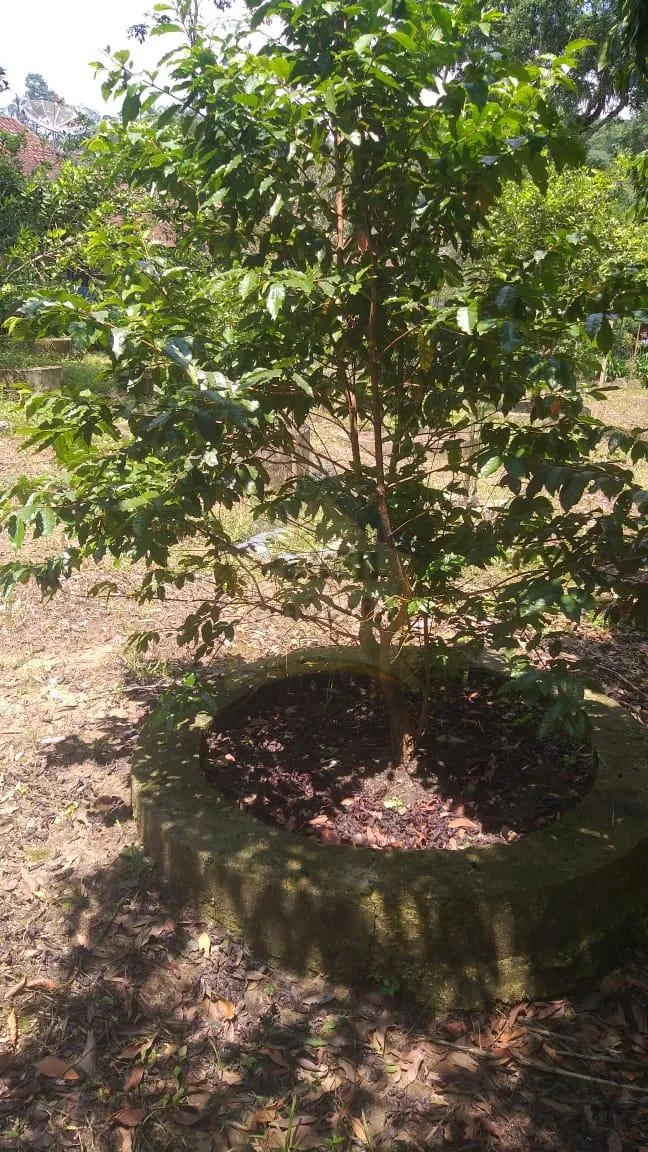 Chácara à venda em Palmeiras/ Suzano. 428M 