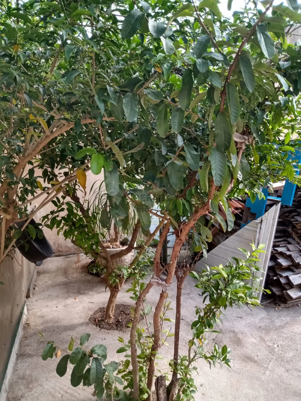 Casa 4 quartos para Venda no bairro Vila Palmares em Santo André