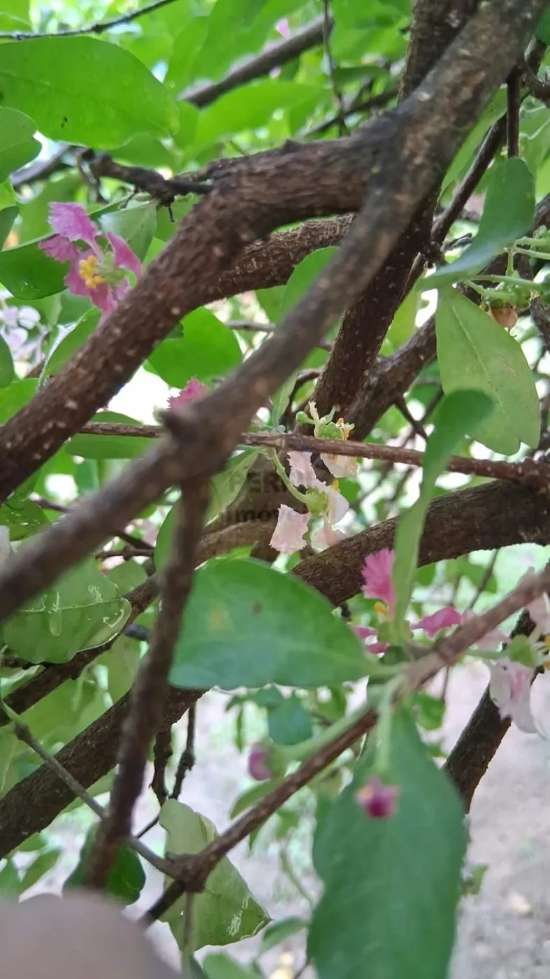 Sítio / Chácara 2 quartos para Venda no bairro Terras de Itaici em Indaiatuba