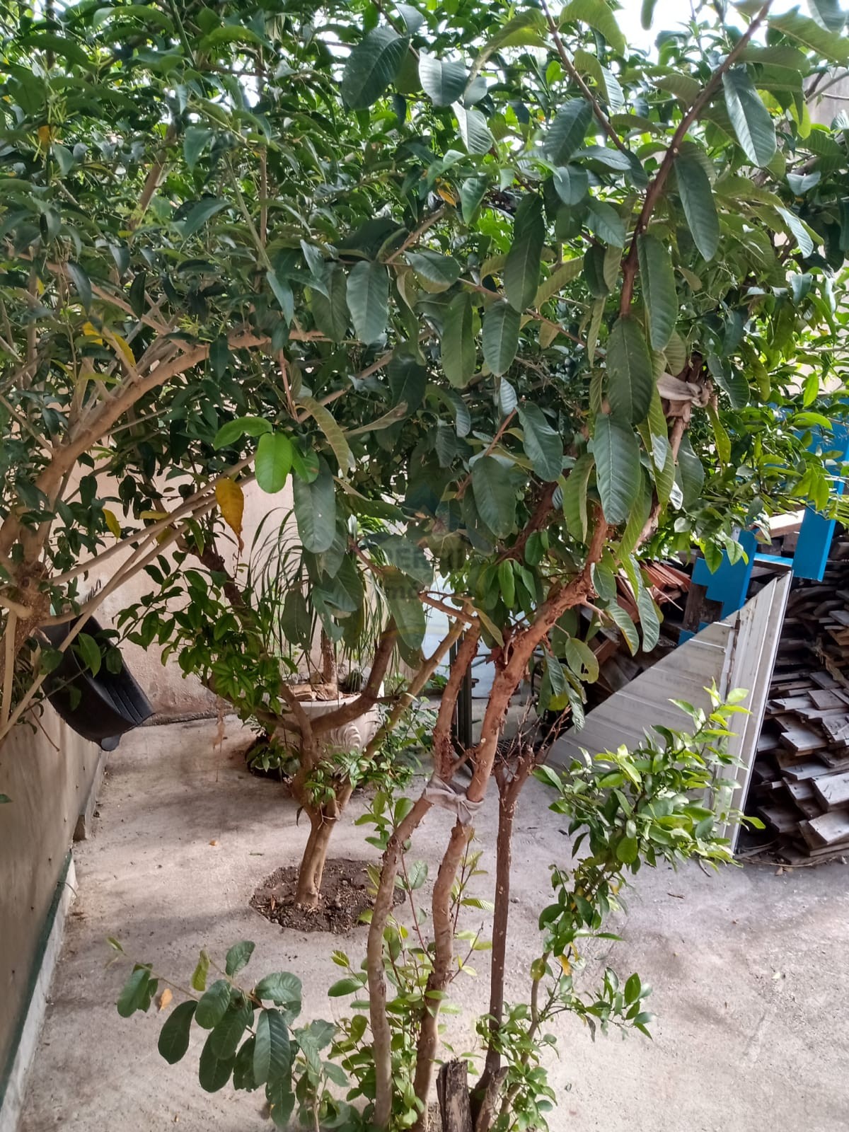 Casa 4 quartos para Venda no bairro Vila Palmares em Santo André