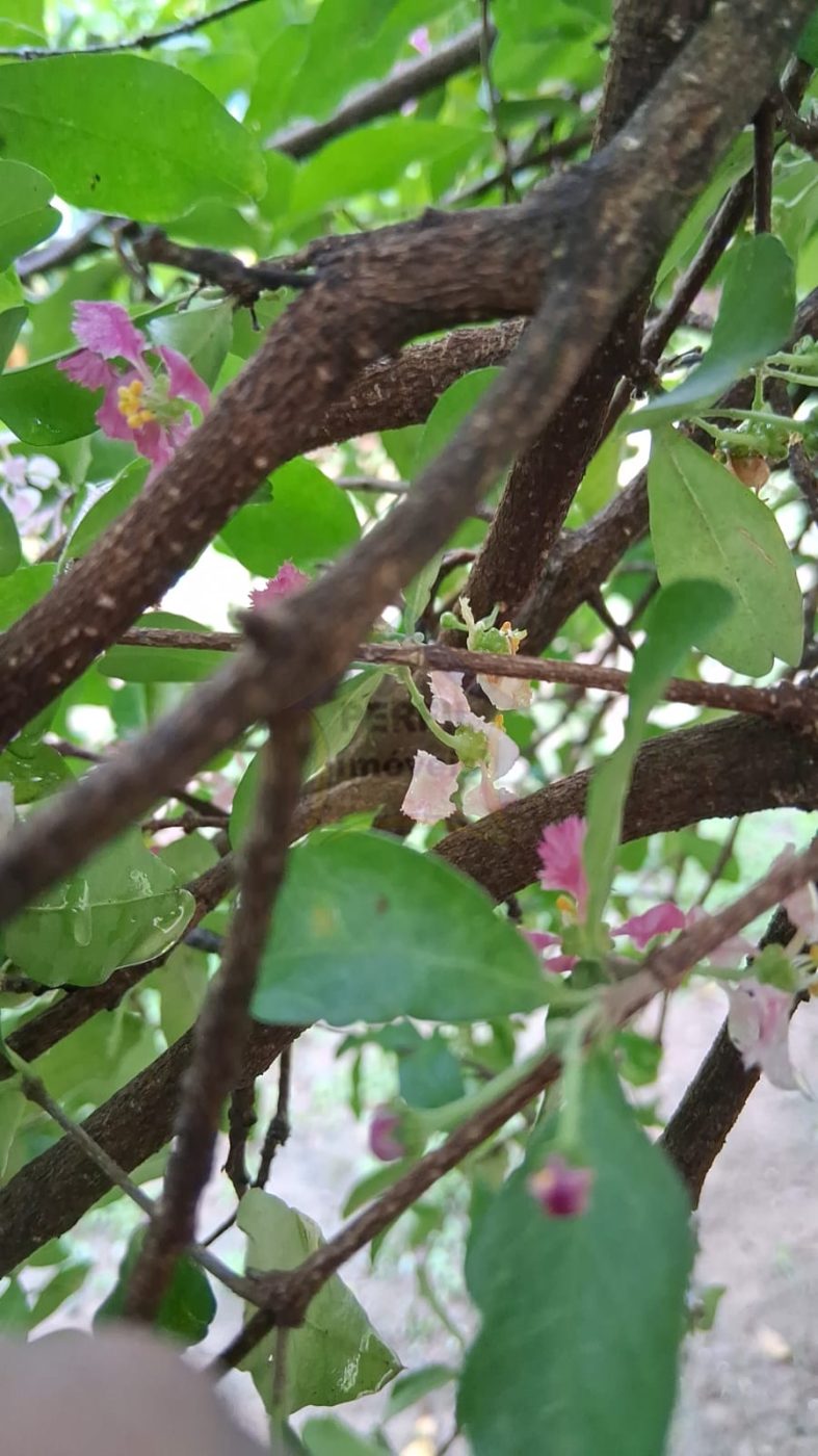 Sítio / Chácara 2 quartos para Venda no bairro Terras de Itaici em Indaiatuba